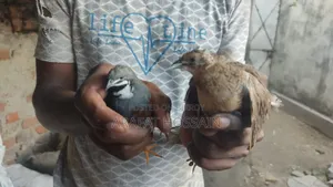 কিং কোয়েল