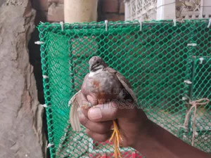 কিং কোয়েল