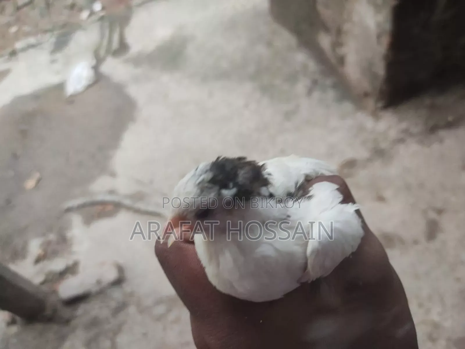 কিং কোয়েল