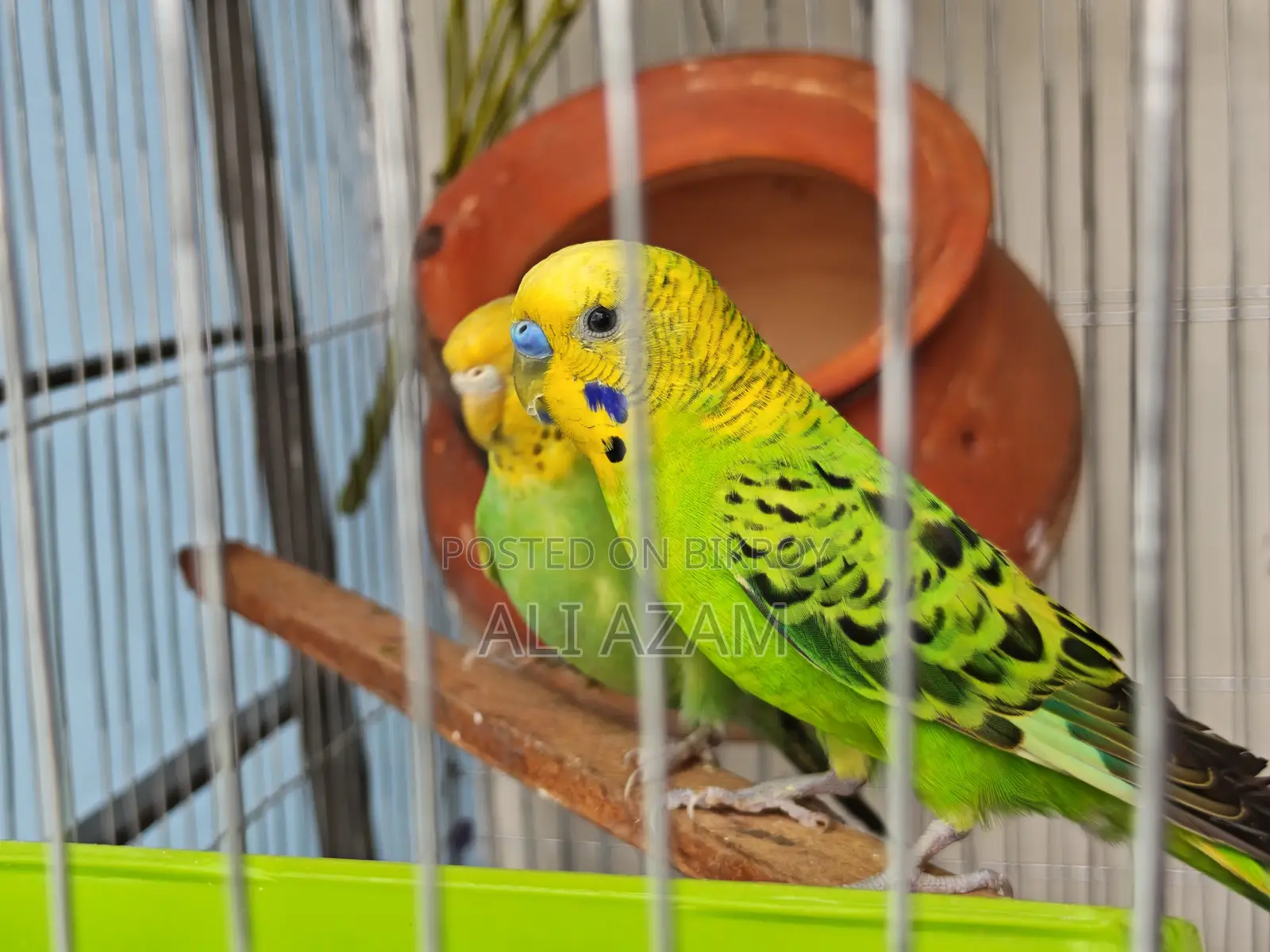 Budgerigar Birds (Budgerigar Bird Pair)