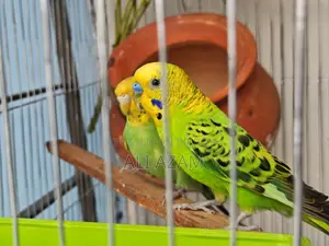 বাজরিগার পাখি ফুল সেটআপ