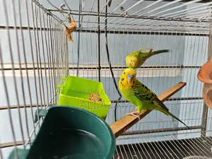 Budgerigar Birds (Budgerigar Bird Pair)