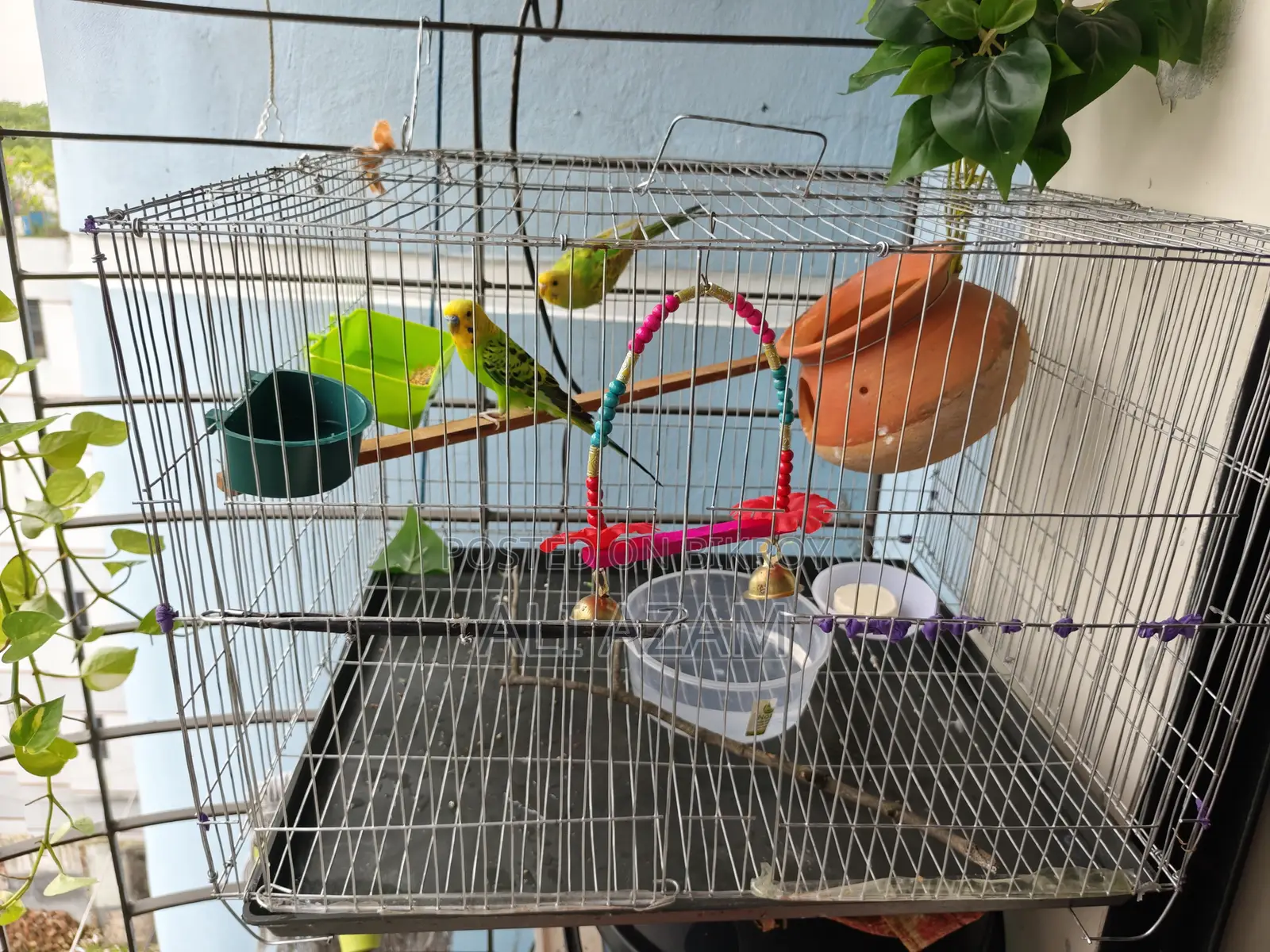 Budgerigar Birds (Budgerigar Bird Pair)