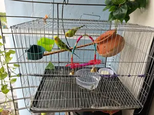 Budgerigar Birds (Budgerigar Bird Pair)