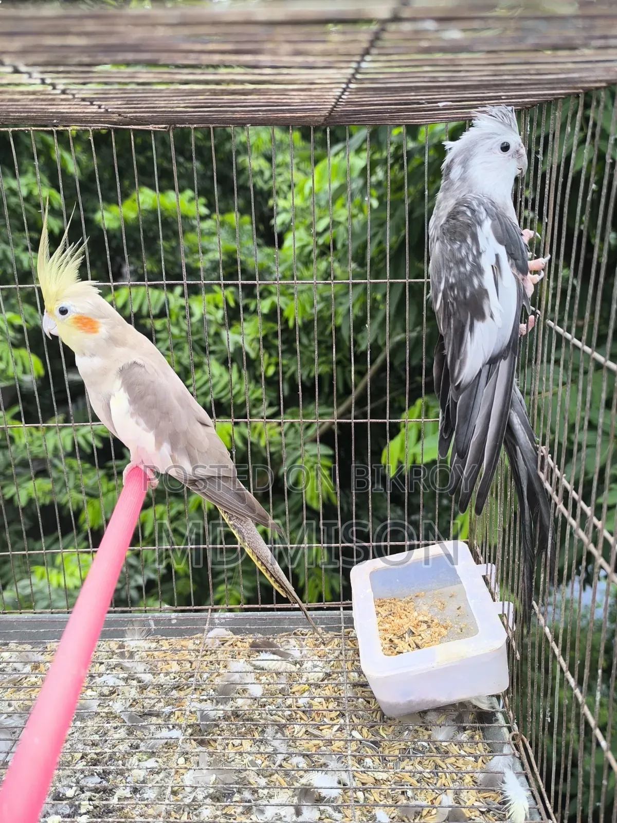 2 Grey Running Male Birds for Sale