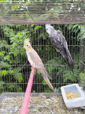 2 Grey Running Male Birds for Sale