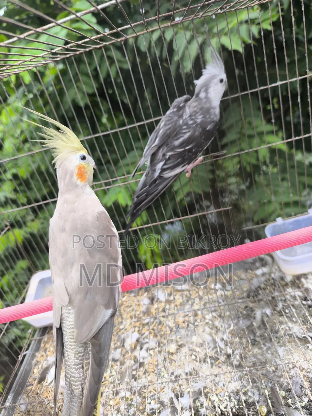 2 Grey Running Male Birds for Sale
