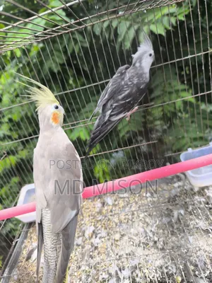 2 Grey Running Male Birds for Sale