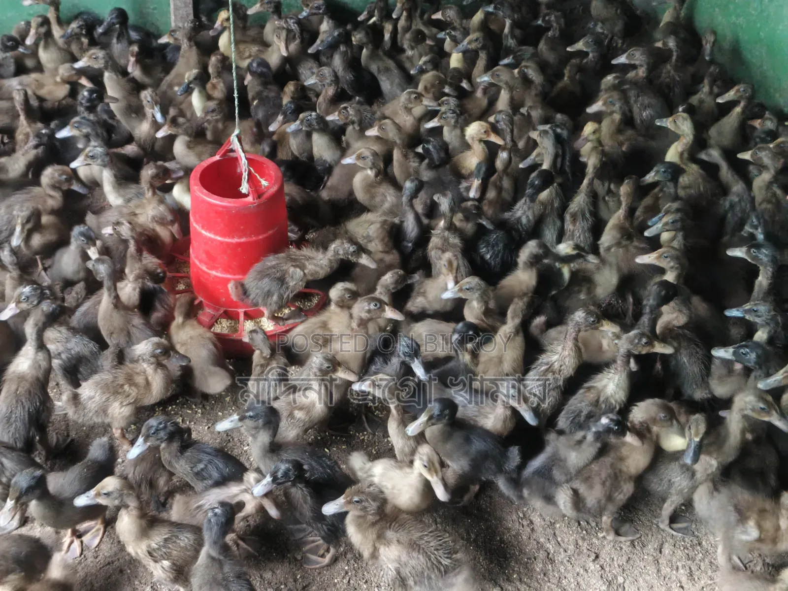 Low Price Brooded Ducklings for Sale