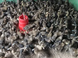 কম দামে বোরিং করা হাঁসের বাচ্চা বিক্রি চলছে