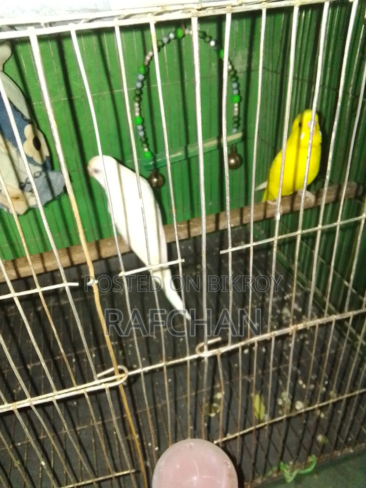 বাজিগার পাখি সেল হবে