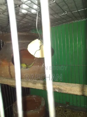 বাজিগার পাখি সেল হবে