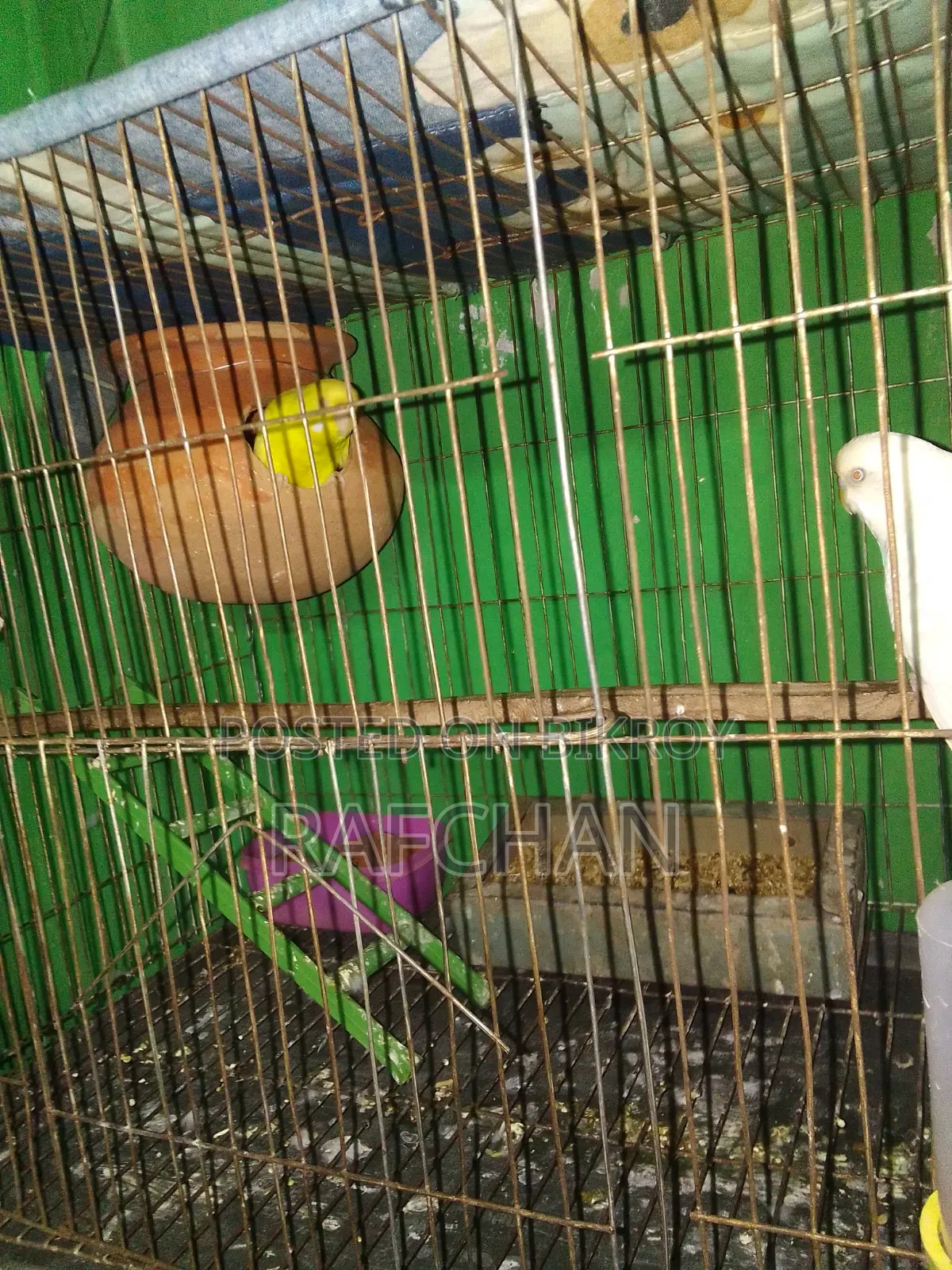 বাজিগার পাখি সেল হবে
