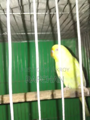 বাজিগার পাখি সেল হবে