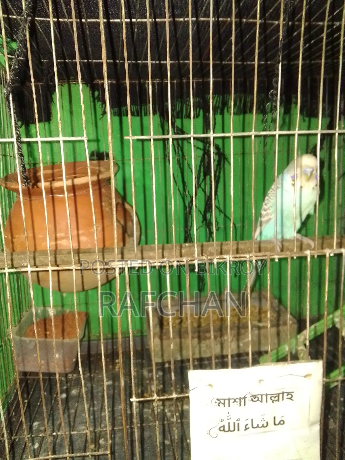 বাজিগার পাখি সেল হবে