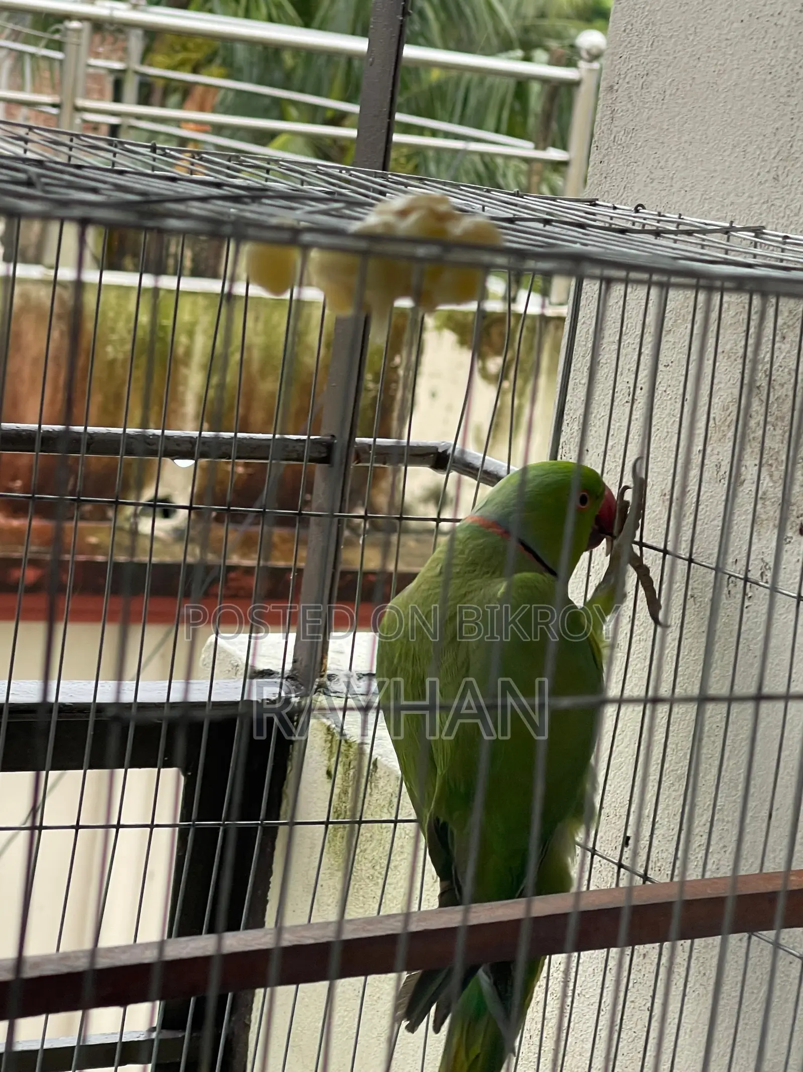 Indian Ringneck Parakeet Bird