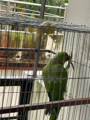 Indian Ringneck Parakeet Bird