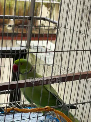 Indian Ringneck Parakeet Bird