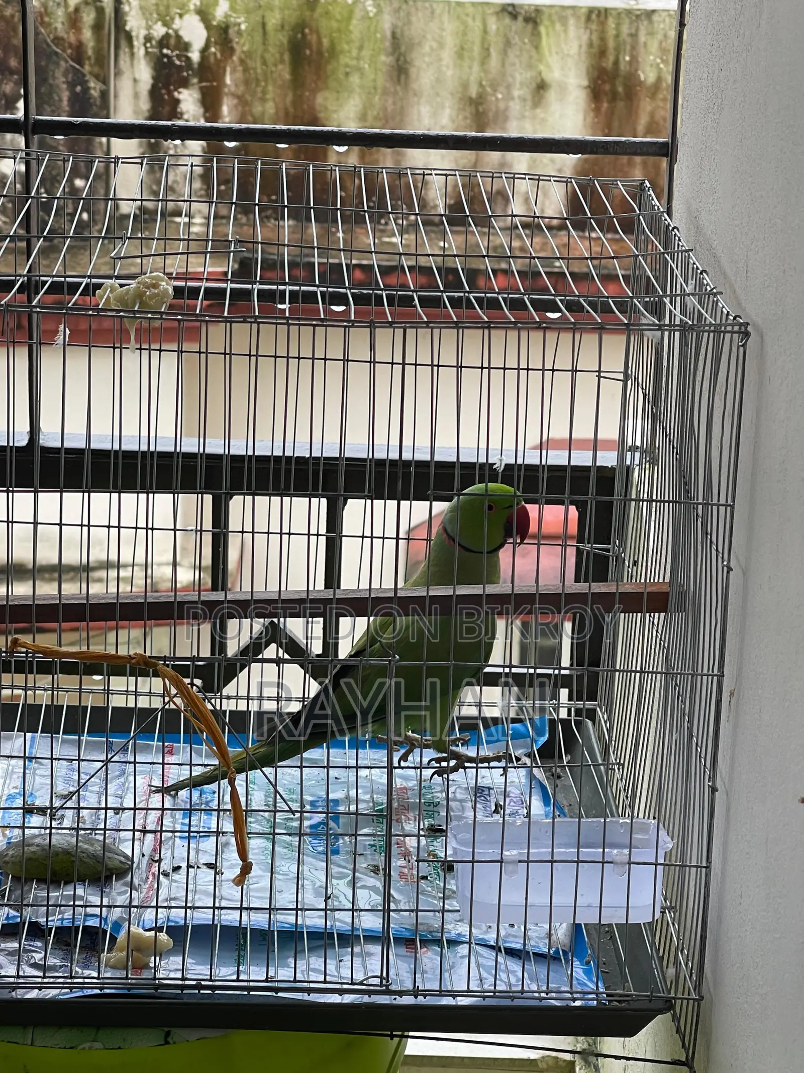 Indian Ringneck Parakeet Bird