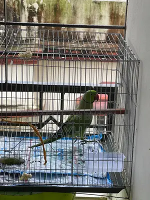 Indian Ringneck Parakeet Bird