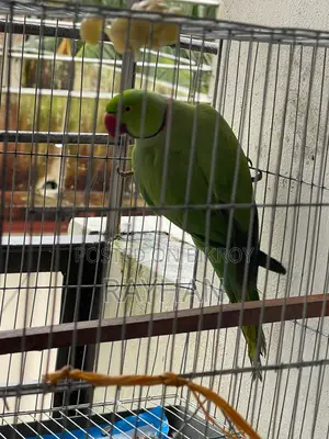 Indian Ringneck Parakeet Bird