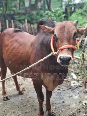 মাংস কিংবা পালন উপযোগী গরু বিক্রয় করা হবে