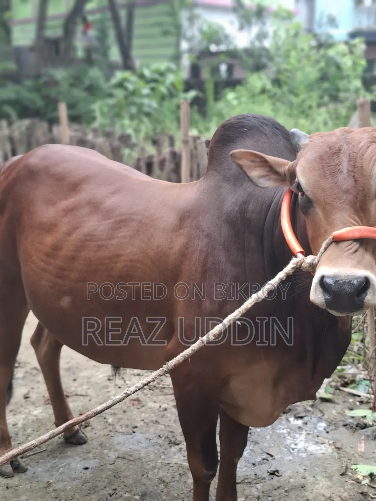 Cattle for meat or rearing will be sold