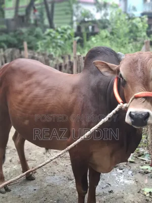 Cattle for meat or rearing will be sold