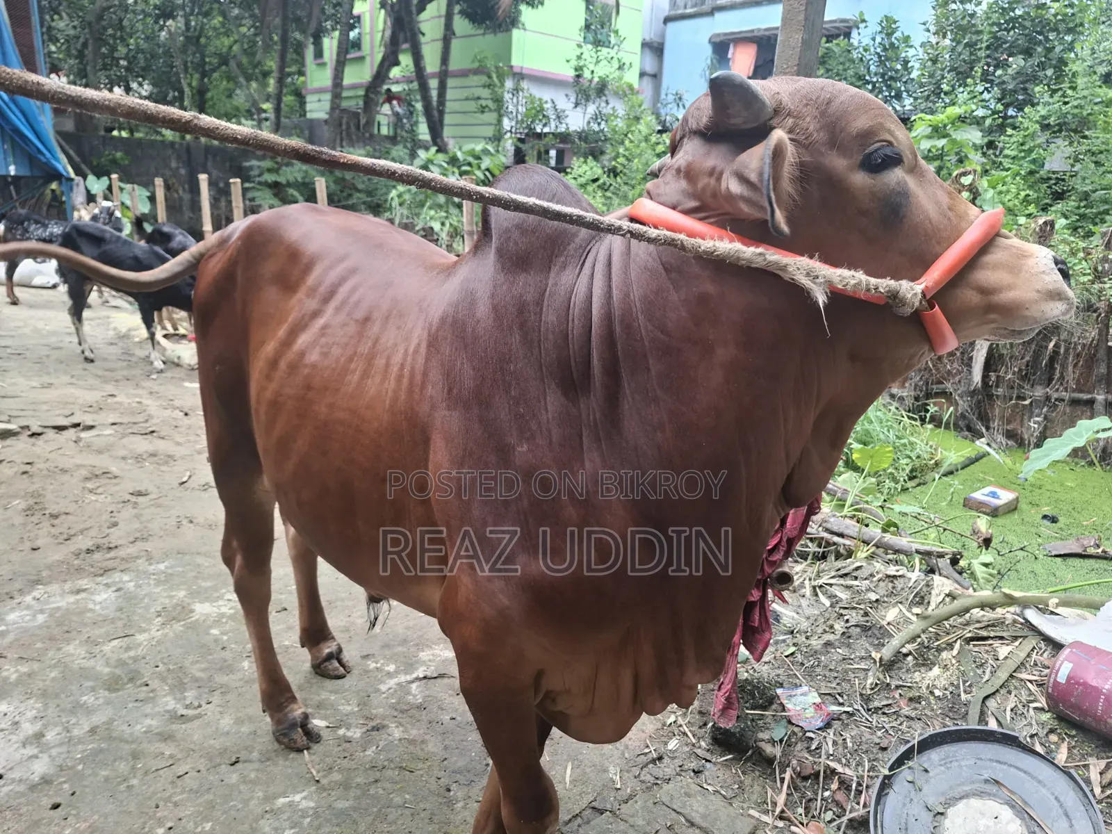 Cattle for meat or rearing will be sold