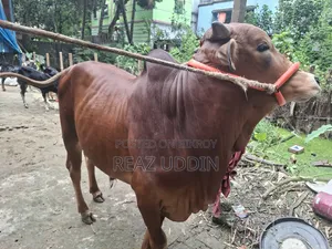 Cattle for meat or rearing will be sold