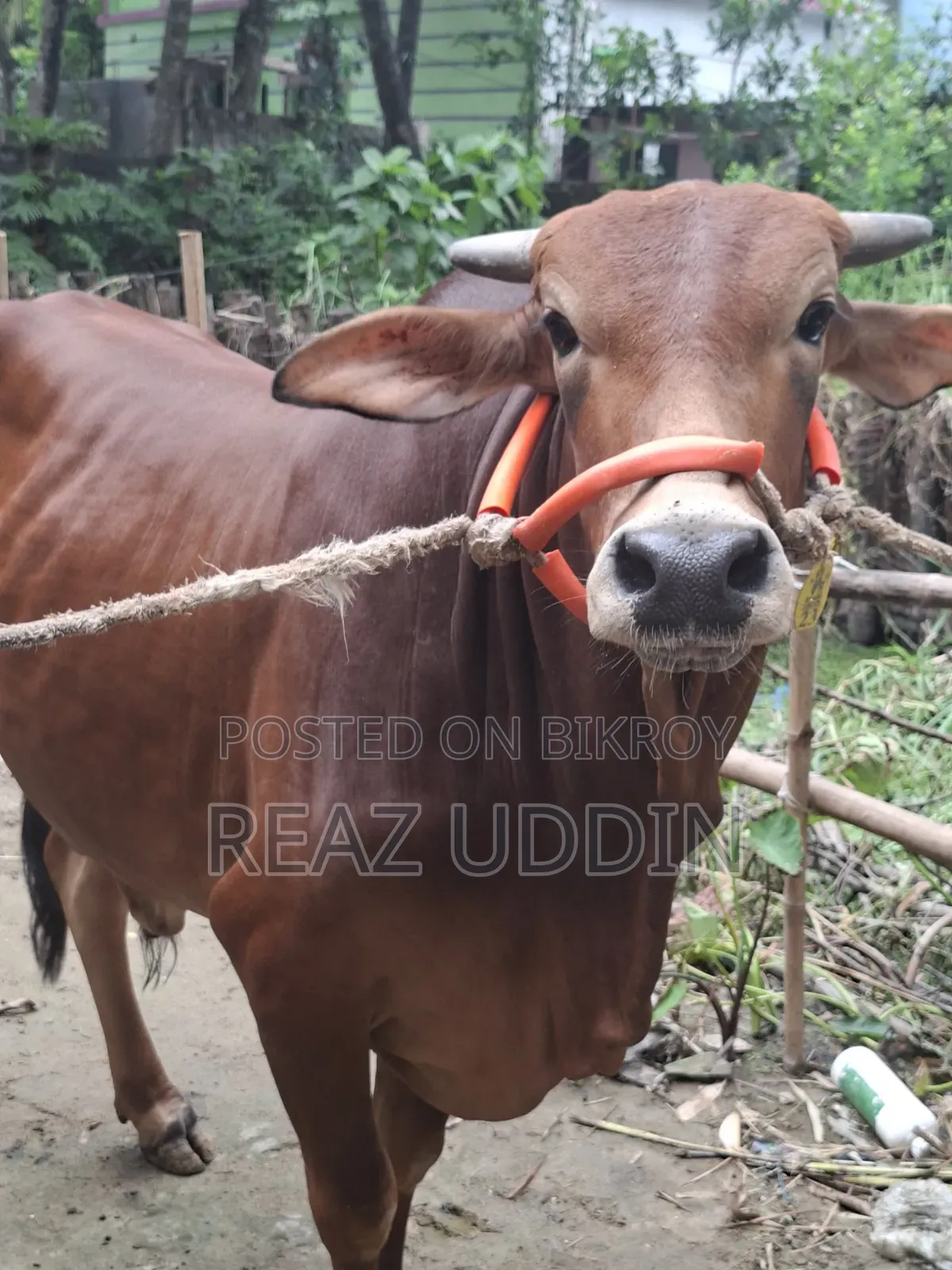 Cattle for meat or rearing will be sold