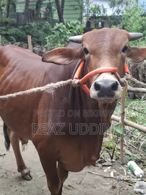 Cattle for meat or rearing will be sold