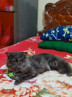 6-12 Months Male Mixed Breed Persian