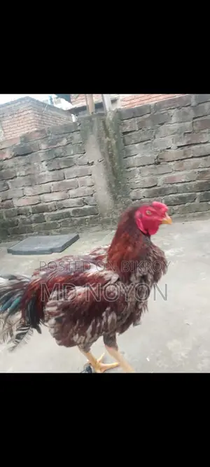 উন্নত জাতের দীর্ঘ ও শক্তিশালী আসিল মোরগ (High Quality Asil Rooster)