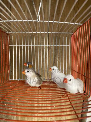 Finch Bird