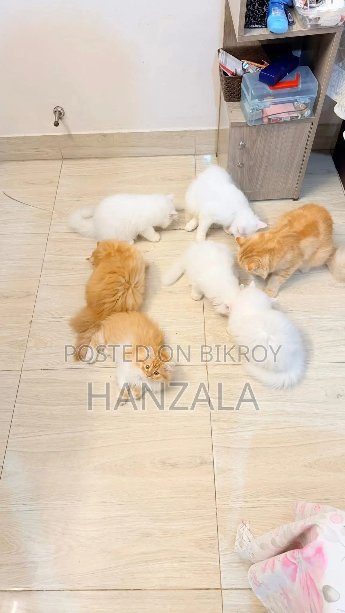 3-6 Months Male Purebred Persian