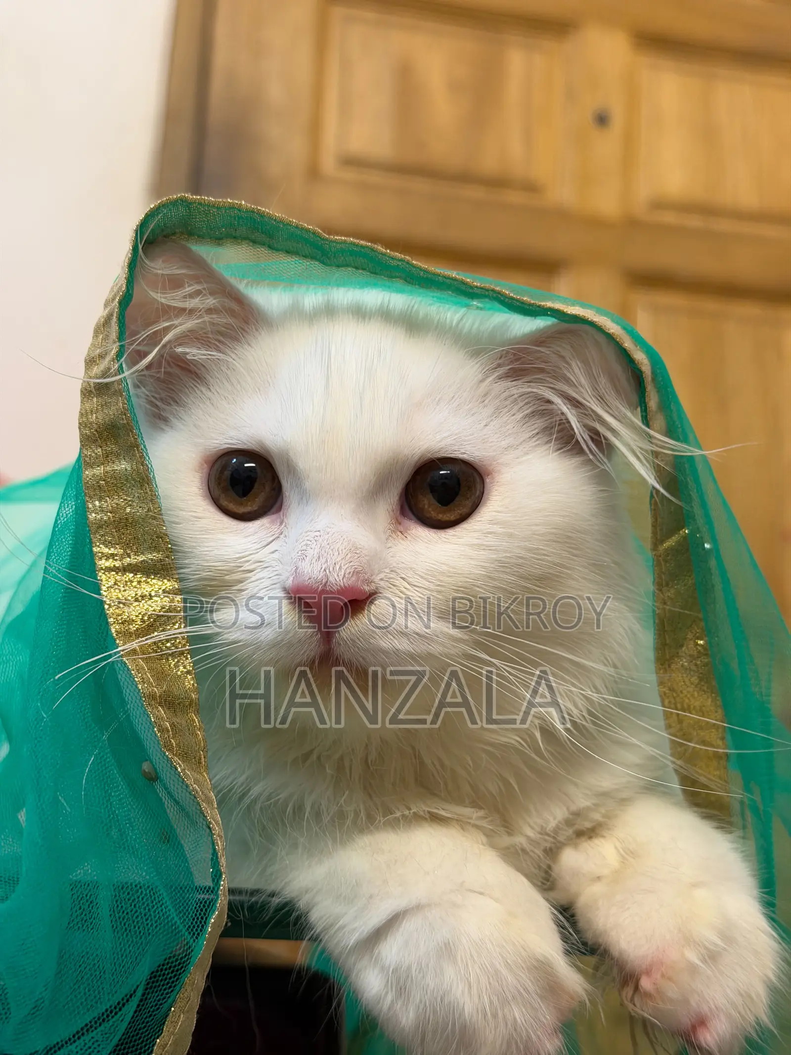 3-6 Months Male Purebred Persian