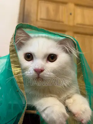 3-6 Months Male Purebred Persian