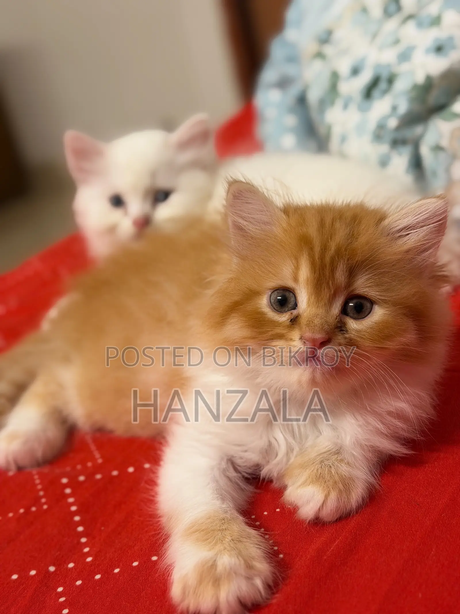 3-6 Months Male Purebred Persian