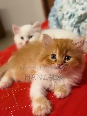 3-6 Months Male Purebred Persian