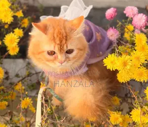 3-6 Months Male Purebred Persian