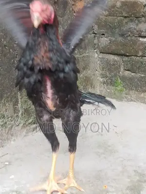১০০% অরিজিনাল আসিল মোরগ বিক্রয় করা হবে