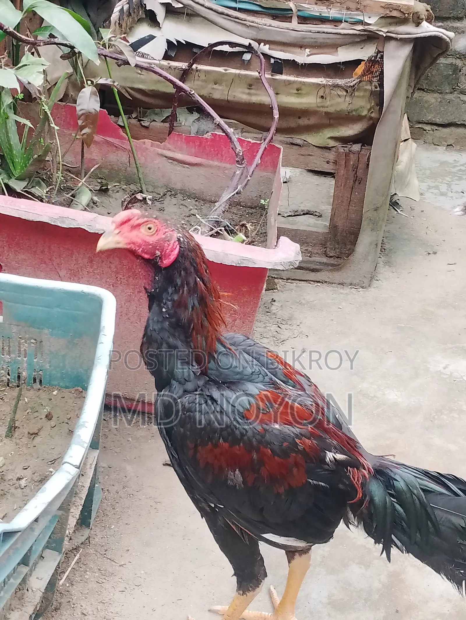 ১০০% অরিজিনাল আসিল মোরগ বিক্রয় করা হবে