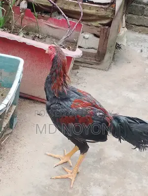 ১০০% অরিজিনাল আসিল মোরগ বিক্রয় করা হবে
