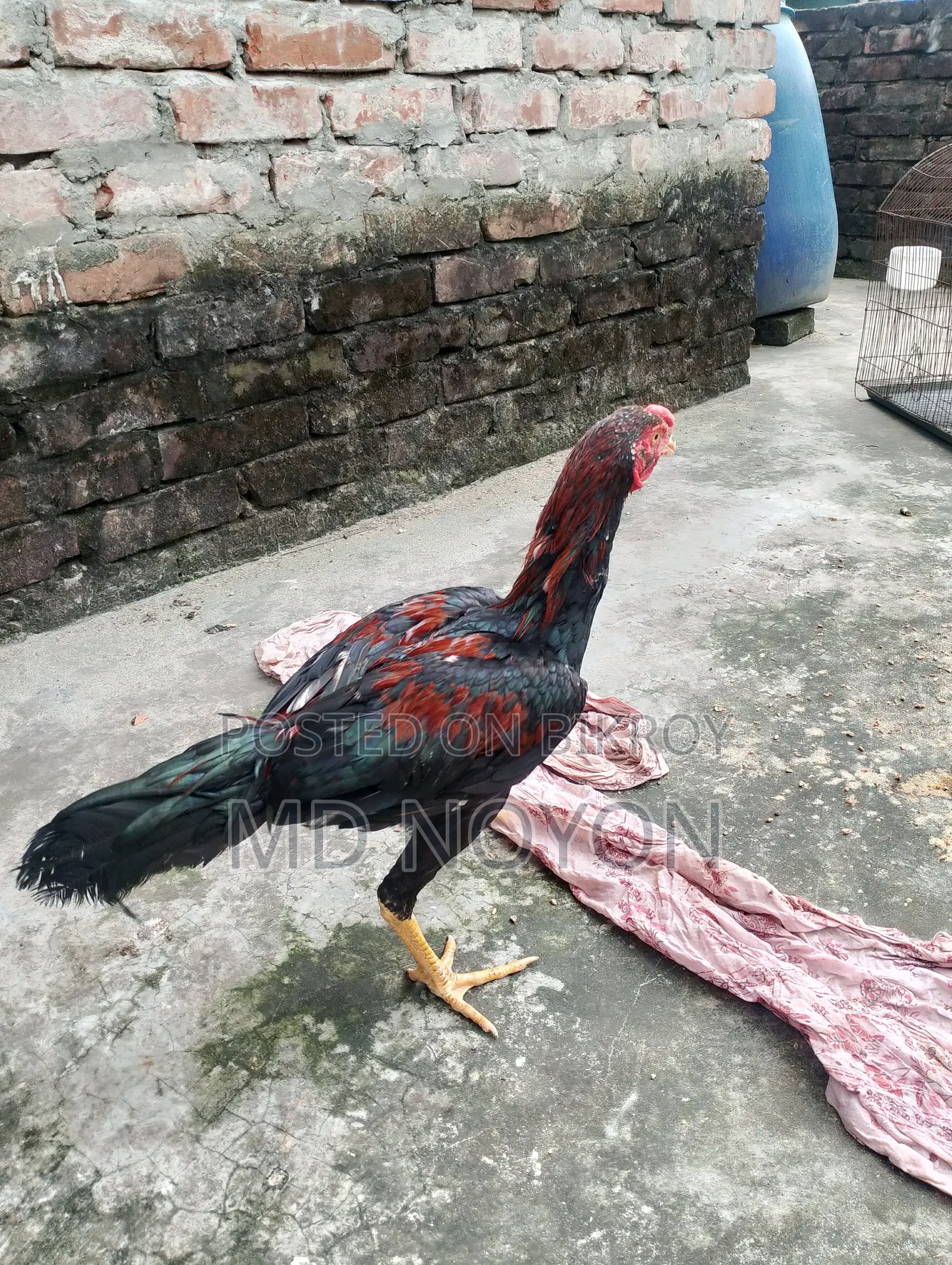 ১০০% অরিজিনাল আসিল মোরগ বিক্রয় করা হবে