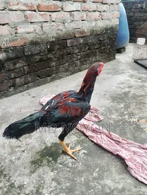 ১০০% অরিজিনাল আসিল মোরগ বিক্রয় করা হবে