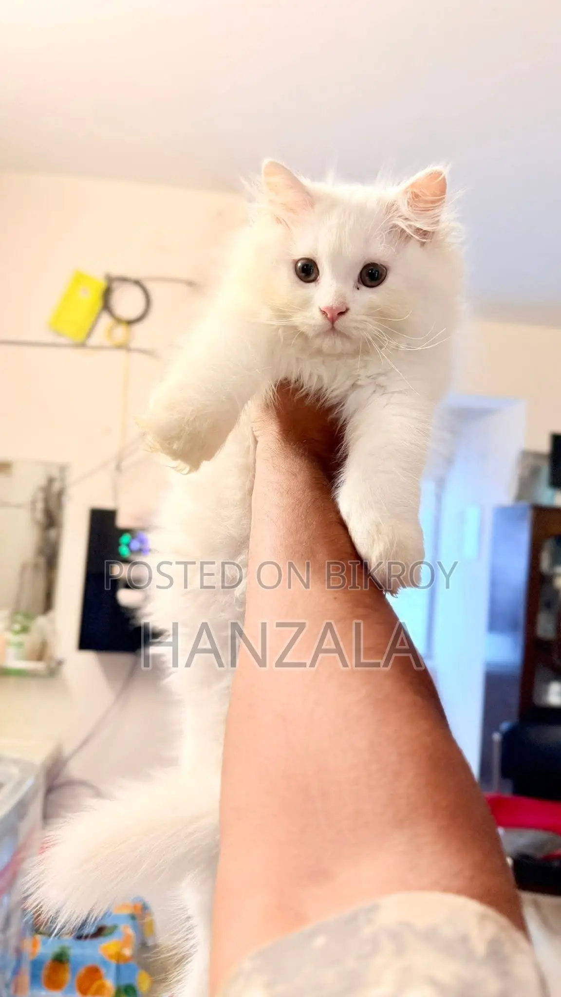 3-6 Months Male Purebred Persian