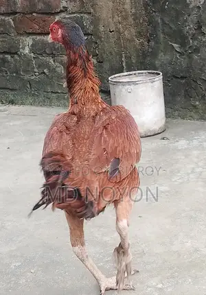 ১০০% পিওর লাল আসিল মুরগি বিক্রি হবে (Pure Asil Murgi)