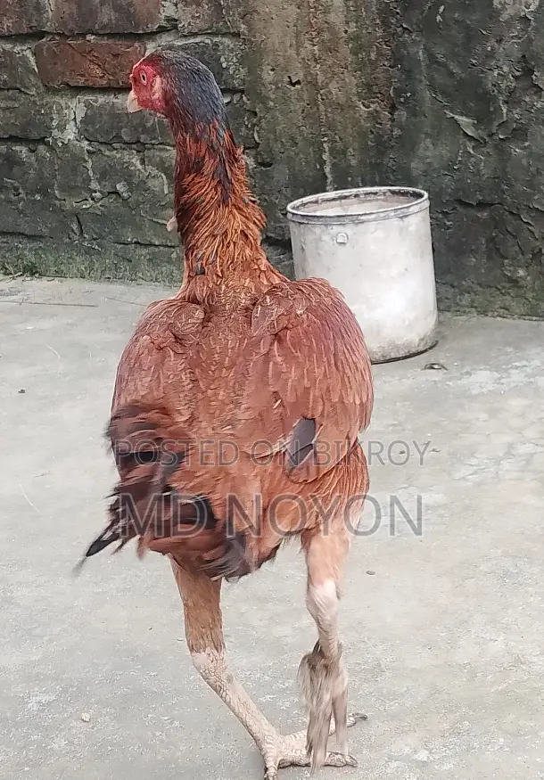 100% Pure Red Asil Chicken for Sale (Pure Asil Murgi)