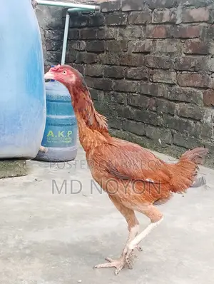 100% Pure Red Asil Chicken for Sale (Pure Asil Murgi)